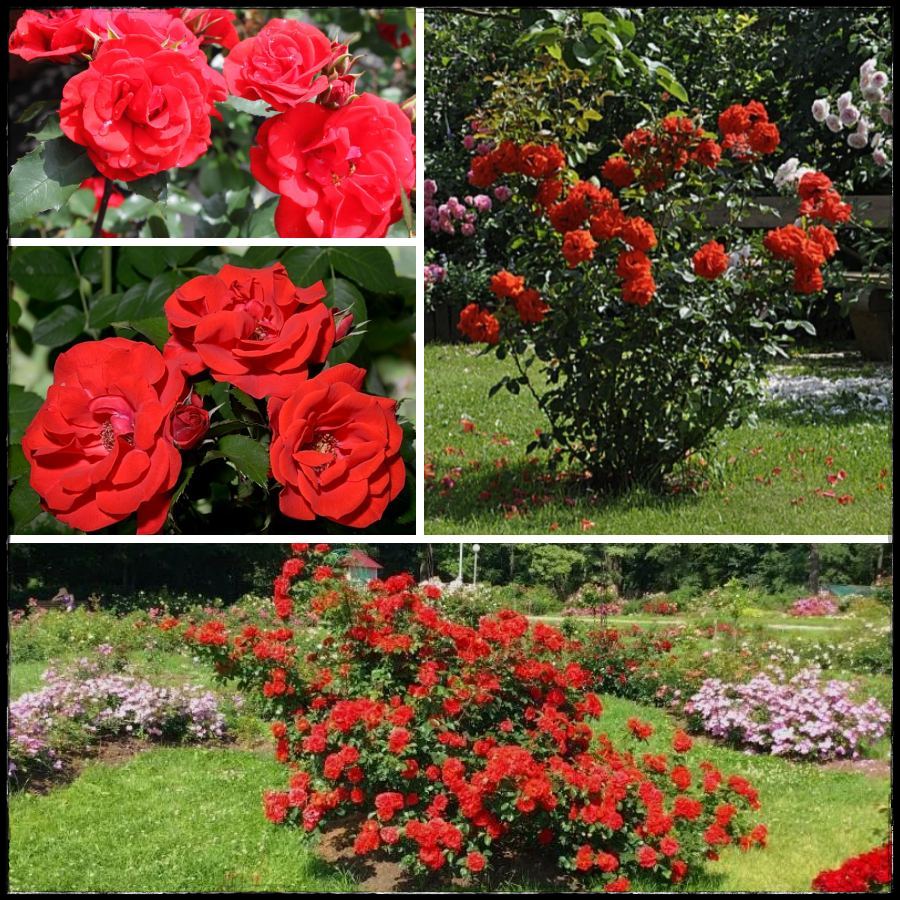 Brillant Kosar róże parkowe